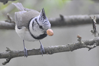 Lophophanes cristatus